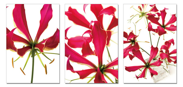 huge flowers pictures